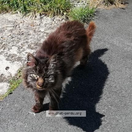 Photo 1/1 Chat retrouvé Trouvé à Bordeaux