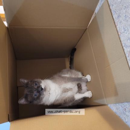 Photo 1/1 Chat retrouvé Perdu à Briaucourt