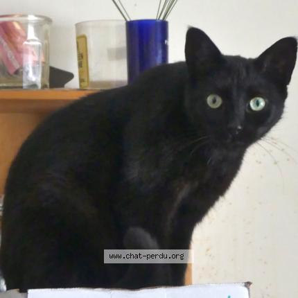 Photo 1/1 Chat retrouvé Perdu à Calais