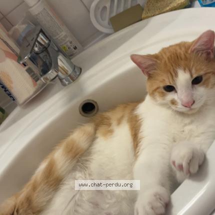 Photo 1/1 Luffy Chat perdu à Toulouse