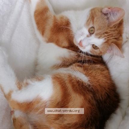 Photo 1/1 Djongo Chat perdu à Maignelay montigny