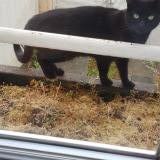 Photo de chat trouvé à Brunoy