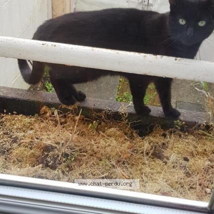 Photo 1/4 Chat retrouvé Trouvé à Brunoy