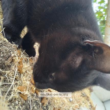 Photo 2/4 Chat retrouvé Trouvé à Brunoy