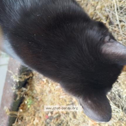 Photo 3/4 Chat retrouvé Trouvé à Brunoy