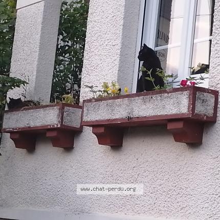 Photo 4/4 Chat retrouvé Trouvé à Brunoy