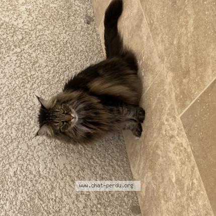 Photo 1/1 Chat retrouvé Perdu à Communay