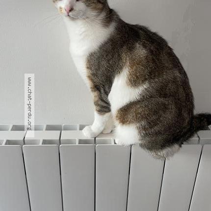 Photo de chat perdu à Trith Saint Leger