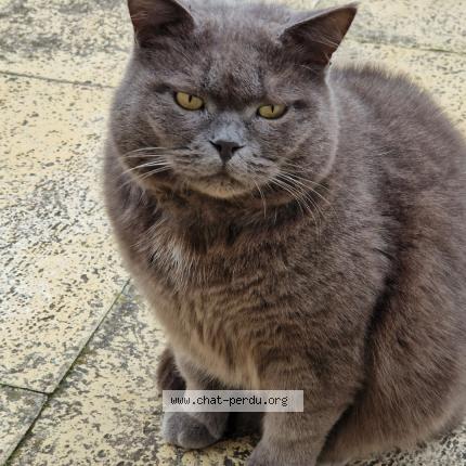 Photo de chat perdu à Roucy