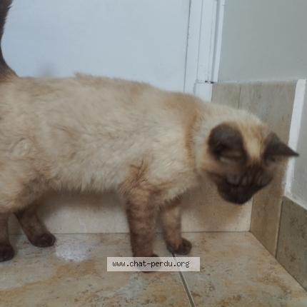Photo de chat trouvé à Pau