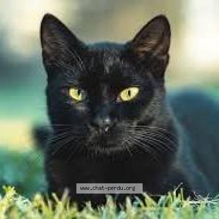 Photo de chat perdu à Epernon