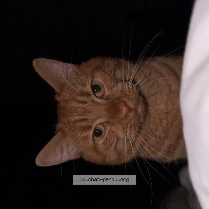 Photo de chat perdu à Lasbordes