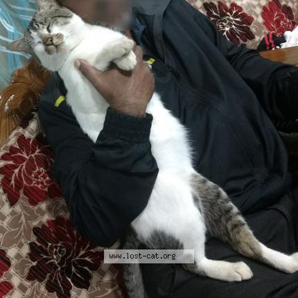 Photo 1/1 Teetu Chat perdu à Coonoor