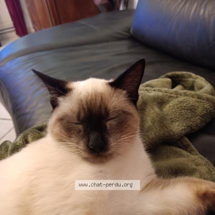 Photo de chat perdu à Marolles En Hurepoix