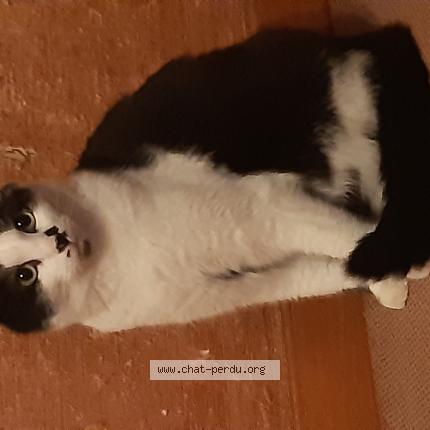 Photo 1/1 Chat retrouvé Perdu à Dijon