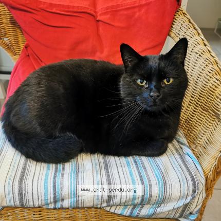 Photo de chat perdu à Saint Jacques De La Lande
