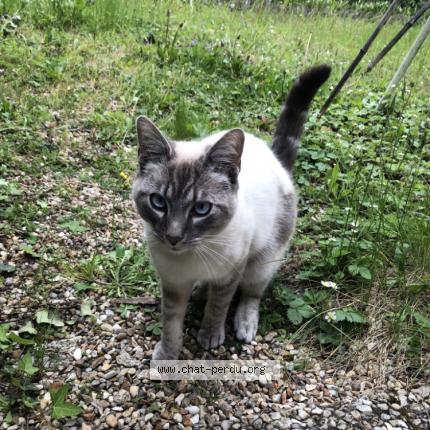 Photo de chat perdu à Ligueil