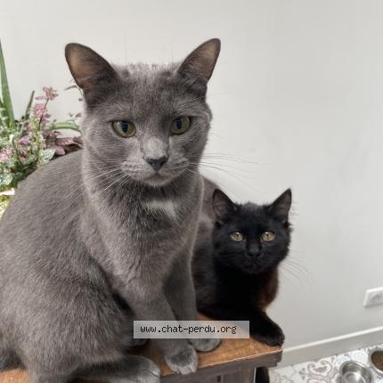 Photo de chat perdu à La Madeleine