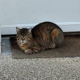 Photo de chat perdu à Noailles