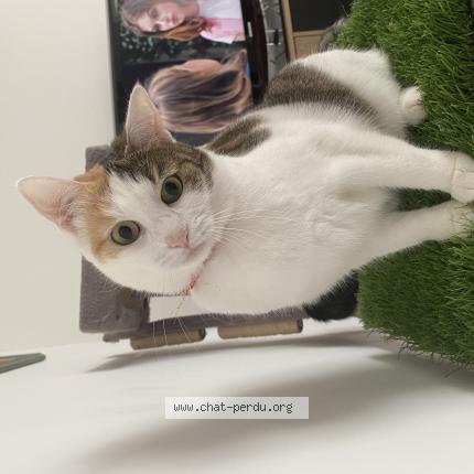 Photo de chat perdu à Wervicq Sud