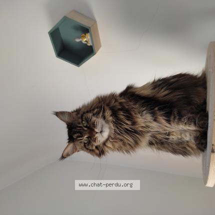 Photo de chat perdu à Pace