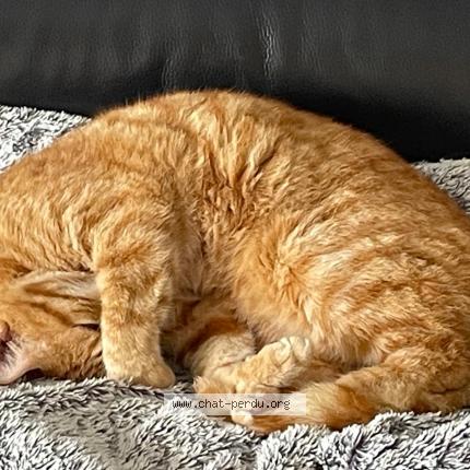 Photo 1/1 Chat retrouvé Perdu à Saint jean de monts