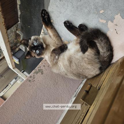 Photo de chat perdu à Gerzat