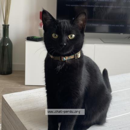 Photo de chat perdu à Faches Thumesnil