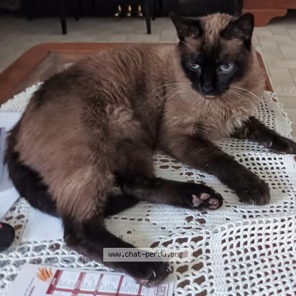 Photo 1/1 Patachou Chat perdu à Saint jean de soudain