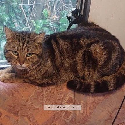 Photo 1/1 NALA Chat perdu à Les baux de provence