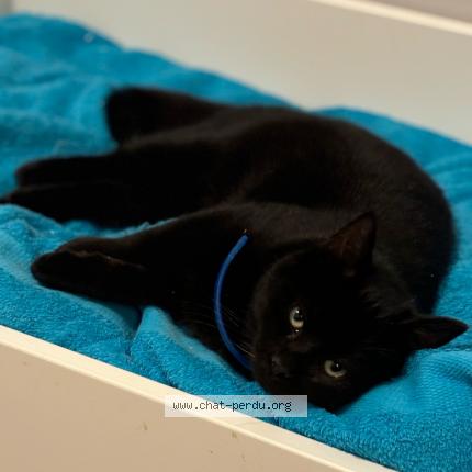 Photo 1/1 Chat retrouvé Perdu à Montesson