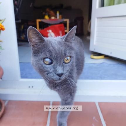 Photo de chat perdu à Carry Le Rouet