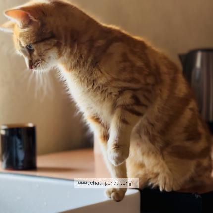 Photo 1/1 Chat retrouvé Perdu à St pierre de chartreuse