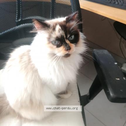 Photo de chat perdu à Ribaute Les Tavernes