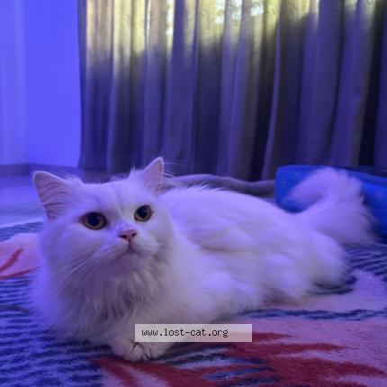 Photo 1/1 Izzy Chat perdu à Perinthalmanna