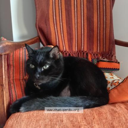 Photo 1/1 Kawaii Chat perdu à Villeneuve les beziers