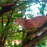 Photo de chat perdu à Pretoria East