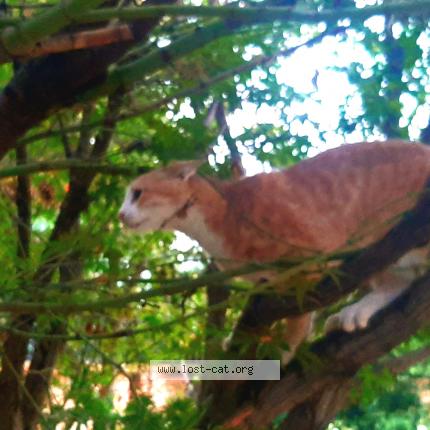 Photo 1/1 Nemo Chat perdu à Pretoria east