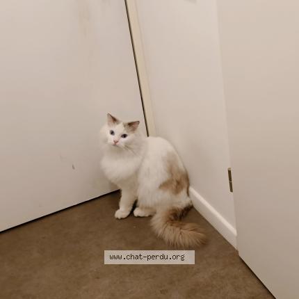 Photo de chat perdu à Eragny