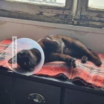 Photo 2/3 Abby Chat perdu à Plaisir