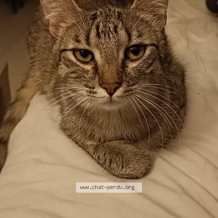 Photo 2/2 Chat retrouvé Perdu à Hurtigheim