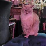 Photo de chat perdu à Maisons Laffitte