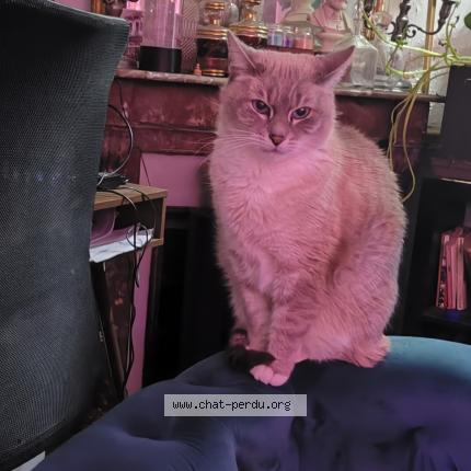 Photo 1/1 Chat retrouvé Perdu à Maisons laffitte