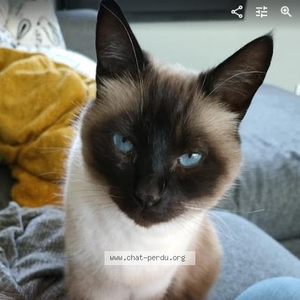 Photo 1/1 Picasso Chat perdu à Coutiches