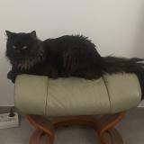 Photo de chat perdu à Peronnas