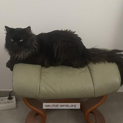 Photo 1/1 Chat retrouvé Perdu à Peronnas