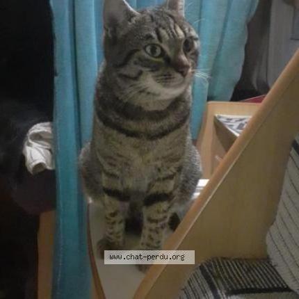 Photo 1/1 Maü Chat perdu à Parnac