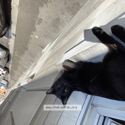 Photo 1/1 Winnie Chat perdu à Mulhouse