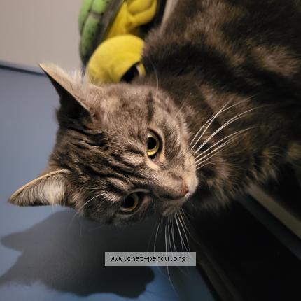 Photo de chat perdu à Chatonnay