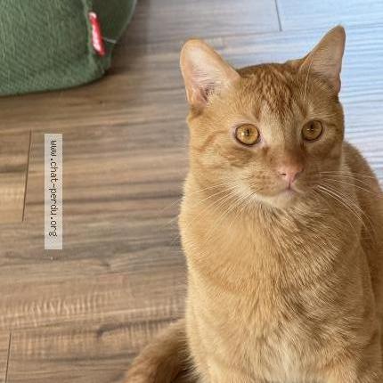 J'ai perdu mon chat, que faire ?